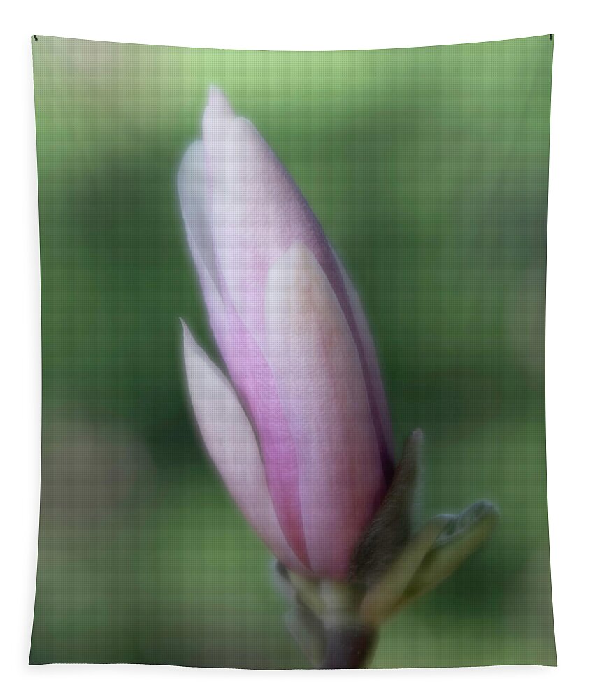Magnolia Tapestry featuring the photograph Magnolia Bud by Forest Floor Photography