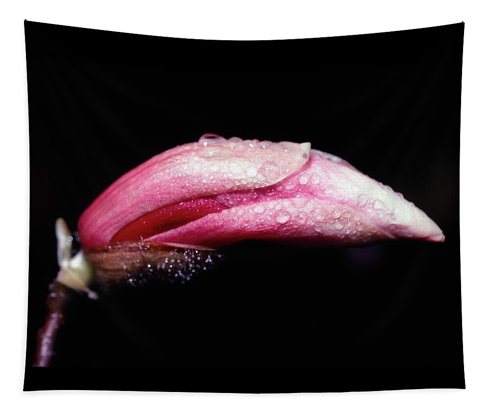 Magnolia Tapestry featuring the photograph Magnolia Bud by Steven Nelson