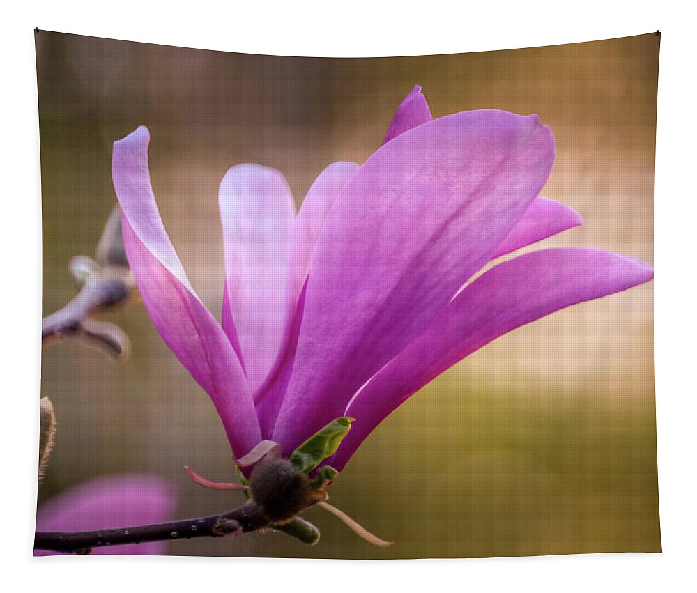 Magnolia Tapestry featuring the photograph Magnolia in Bloom by Susan Rydberg