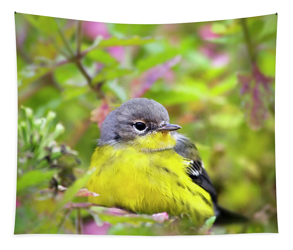 Warbler Tapestry featuring the photograph Magnolia Warbler Female by Christina Rollo