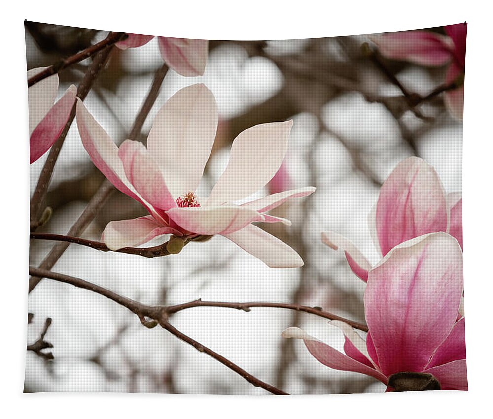 Mcdowell County Tapestry featuring the photograph Magnolias in March by Joni Eskridge