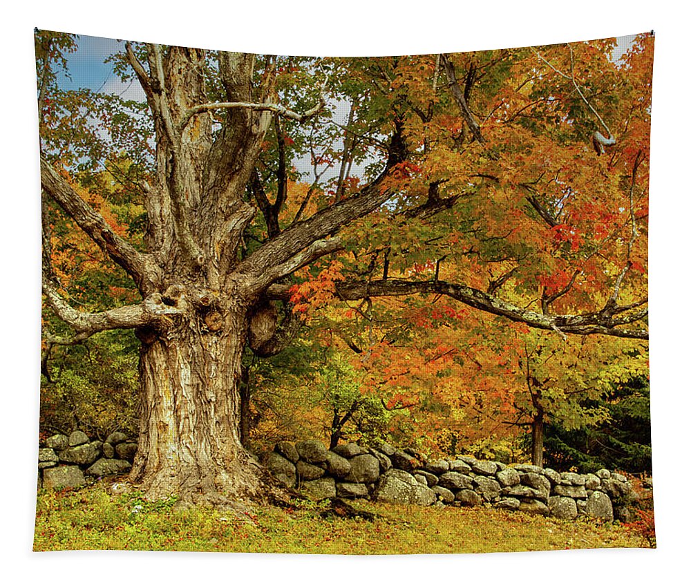 Hillsborough Nh Tapestry featuring the photograph Majestic Maple Fall Colors by Jeff Folger