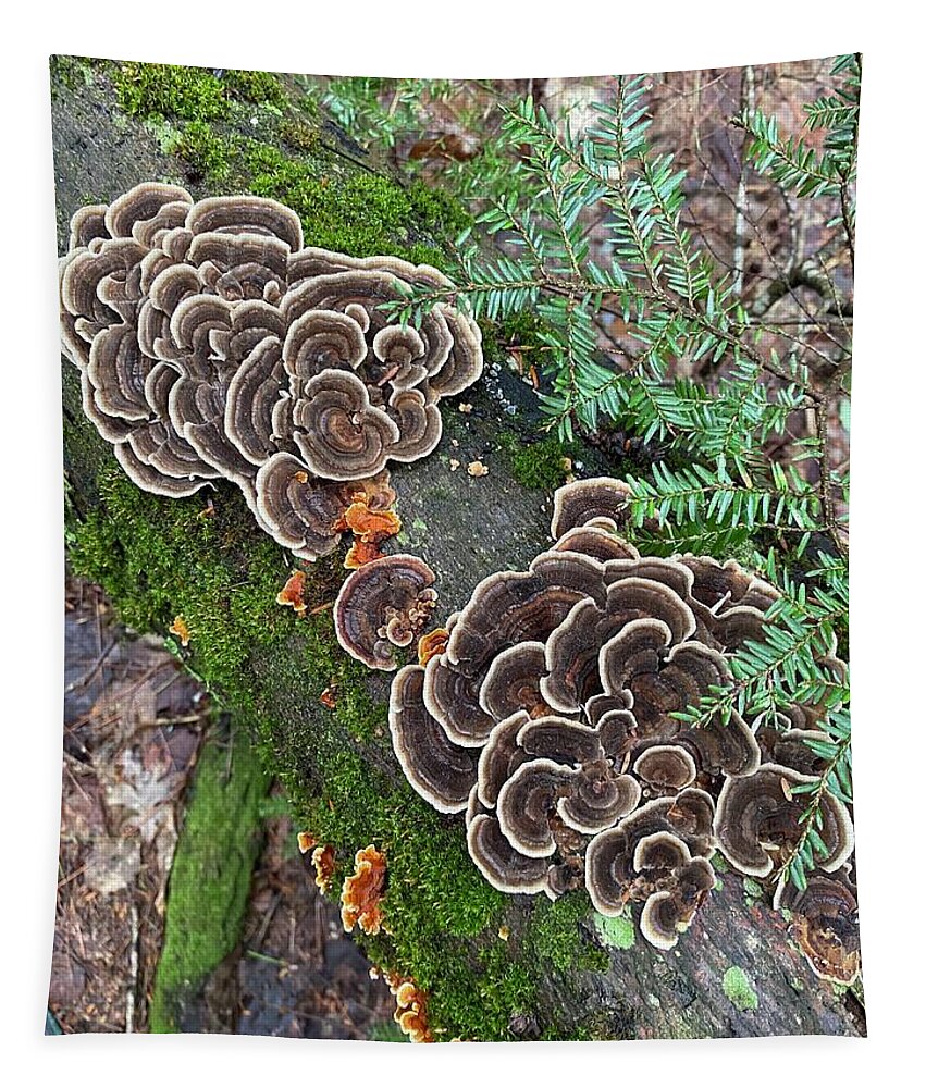 Mushrooms Tapestry featuring the photograph Majestic Mushrooms #93 by Anjel B Hartwell