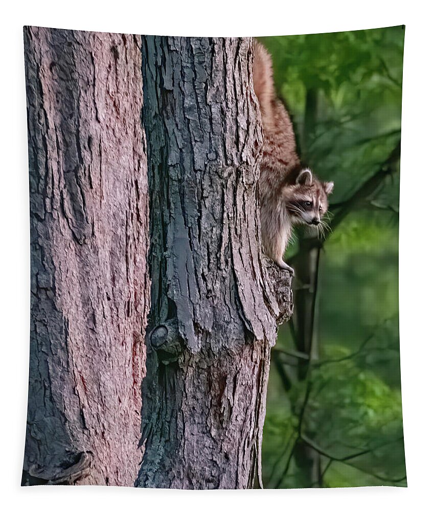 Racoon Tapestry featuring the photograph Making a late night snack run by ChelleAnne Paradis