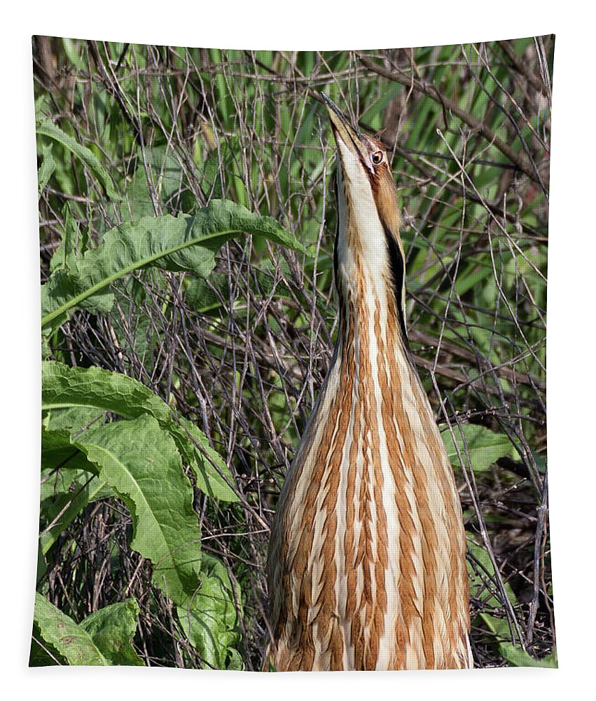 American Bittern Tapestry featuring the photograph Male American Bittern in the Wetlands by Kathleen Bishop