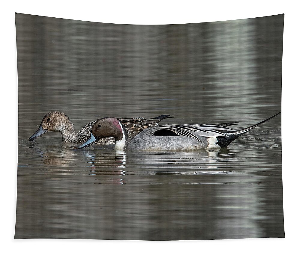 Nature Tapestry featuring the photograph Male and Female Northern Pintails DWF0217 by Gerry Gantt