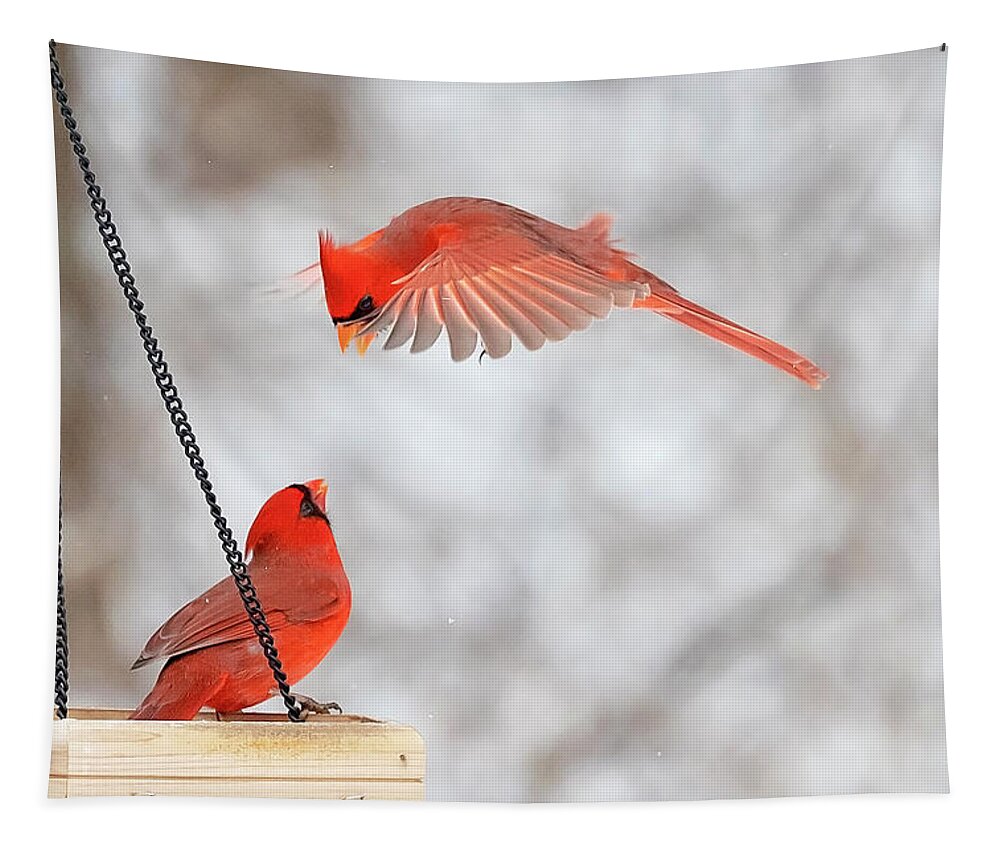 Cardinal Tapestry featuring the photograph Male Cardinal Standoff by Deborah Penland