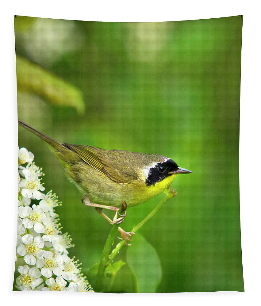 Warbler Tapestry featuring the photograph Male Common Yellowthroat Warbler by Christina Rollo