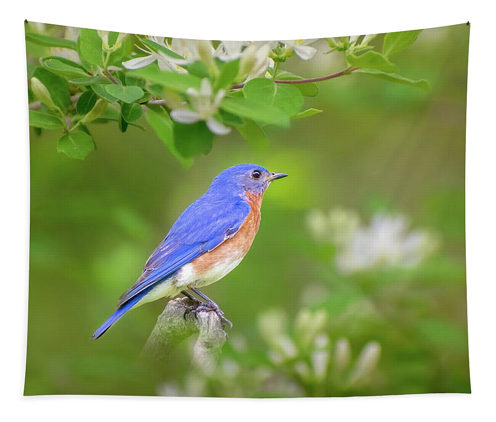 Bluebird Tapestry featuring the photograph Male Eastern Bluebird by Christina Rollo