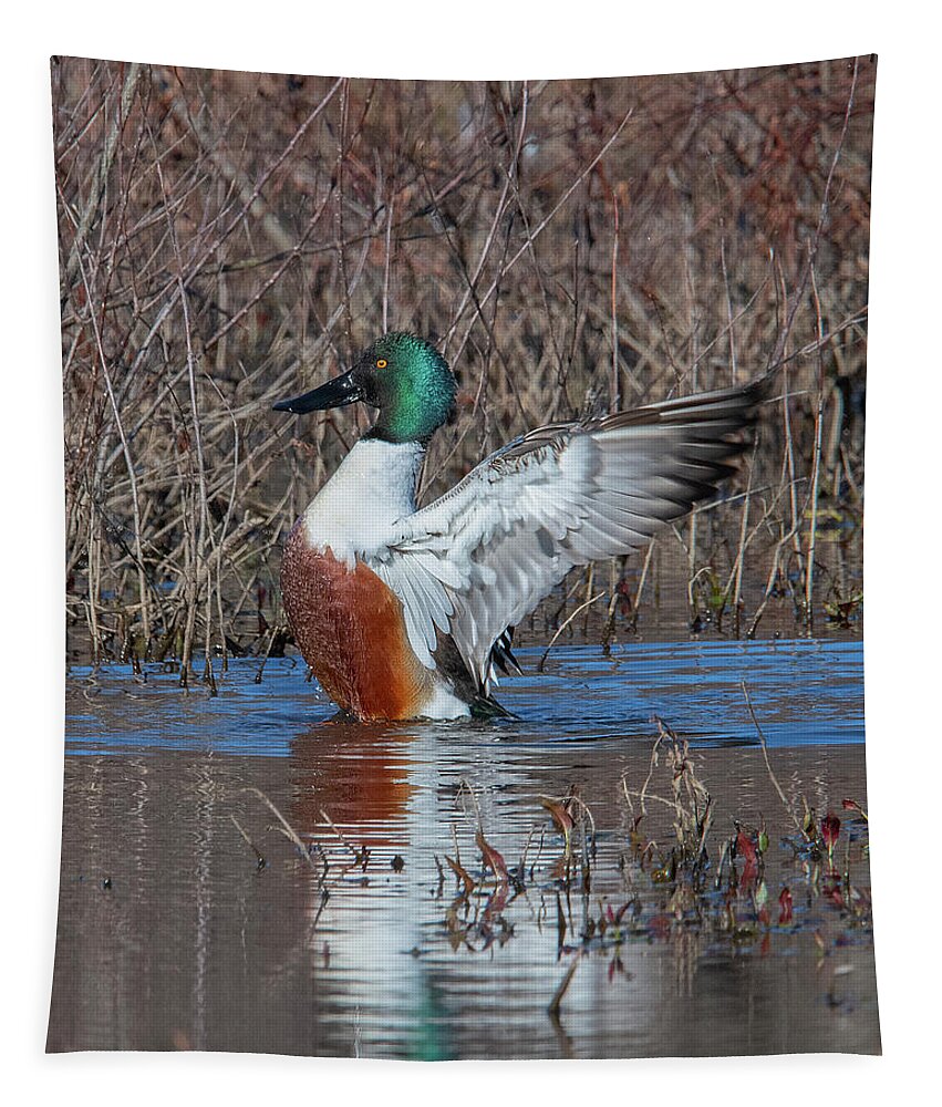 Nature Tapestry featuring the photograph Male Northern Shoveler Drying off after Bathing DWF0235 by Gerry Gantt