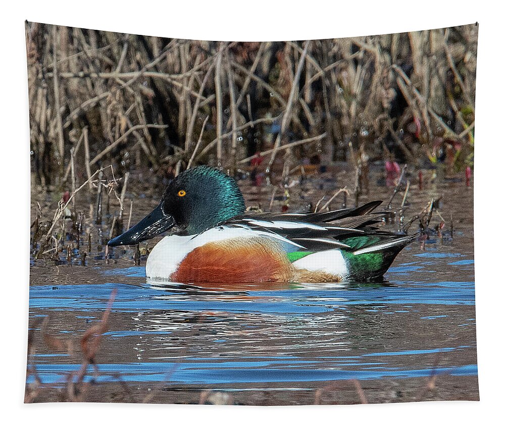 Nature Tapestry featuring the photograph Male Northern Shoveler DWF0233 by Gerry Gantt