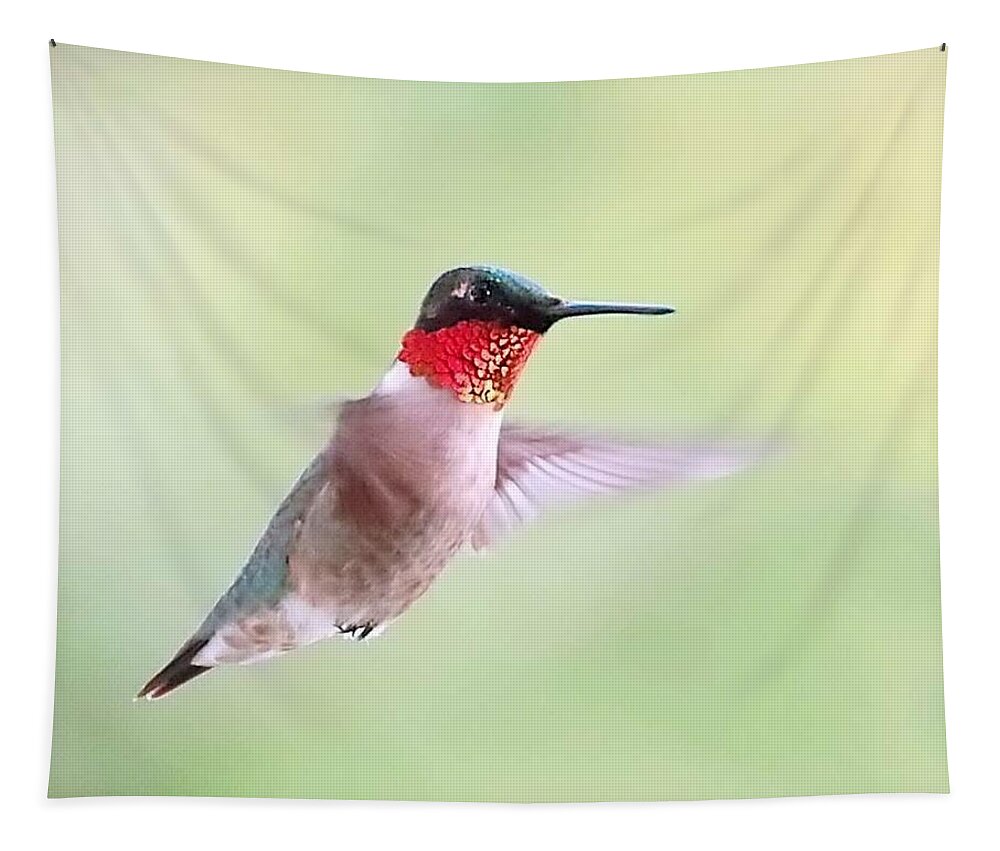 Hummingbird Tapestry featuring the photograph Male Ruby-Throat in Flight by Lori Lafargue