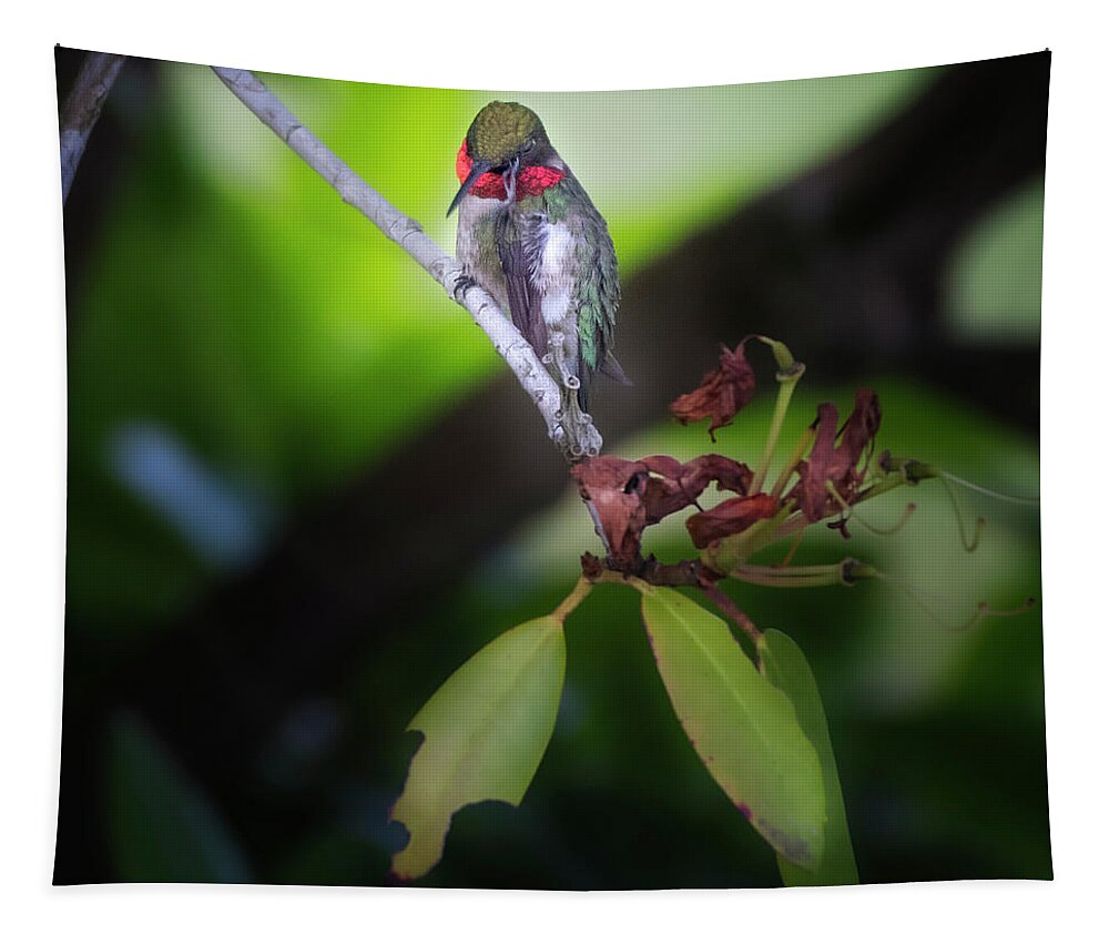 Square Tapestry featuring the photograph Male Ruby Throated Hummingbird by Bill Wakeley