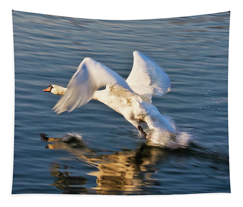 Male Tapestry featuring the photograph Male Swan taking off by Tatiana Travelways
