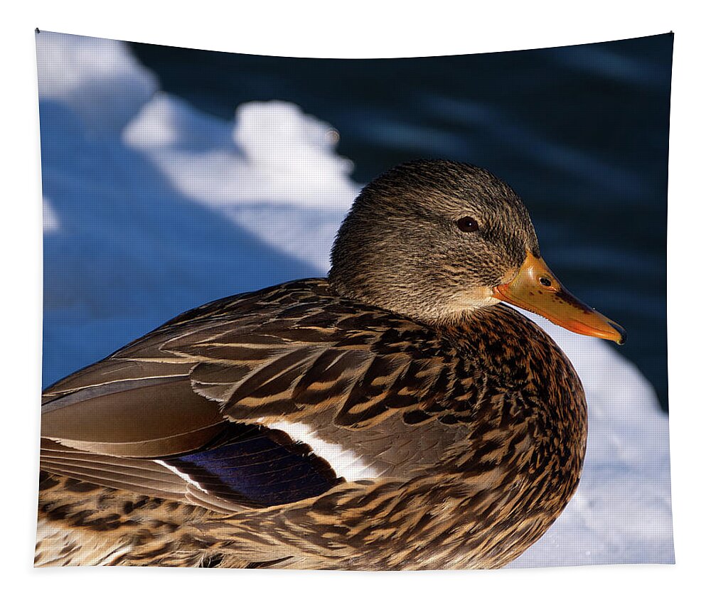 Duck Tapestry featuring the photograph Mallard Duck in WInter by Flinn Hackett