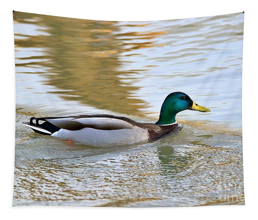 Mallard Duck Tapestry featuring the photograph Mallard Duck Swimming in Water by Yvonne M Smith