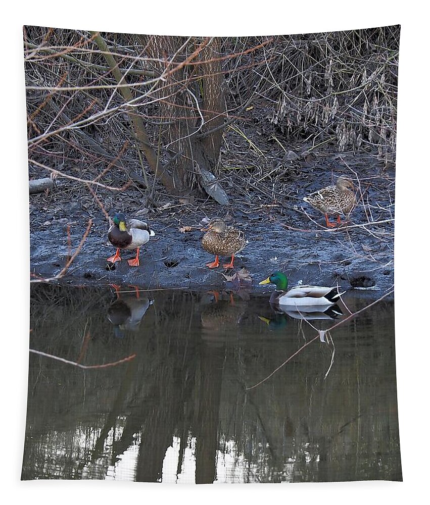 Wildlife Tapestry featuring the photograph Mallard Gathering by Richard Thomas