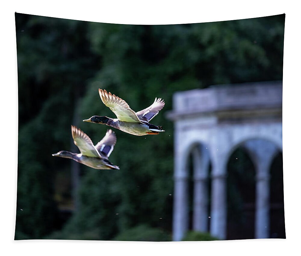 Mallard Ducks Tapestry featuring the photograph Mallards Take Flight 3 by Kevin Suttlehan