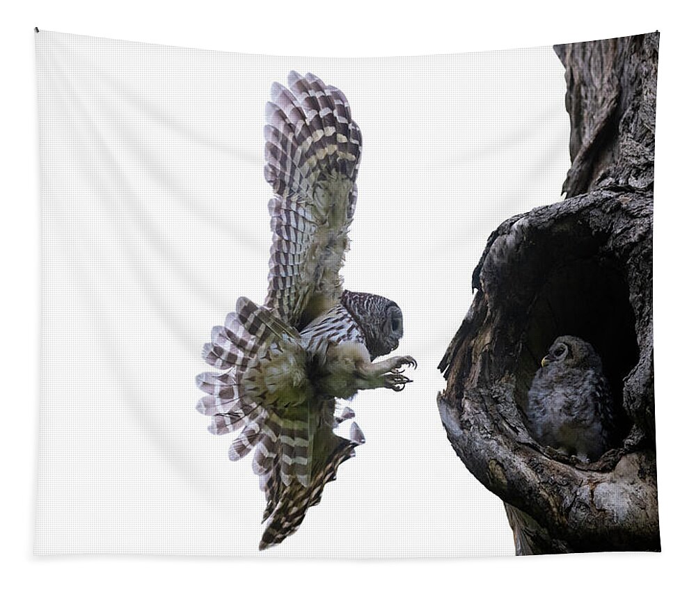 Cute Owlet Tapestry featuring the photograph Mama Barred Owl approaching its baby by Puttaswamy Ravishankar