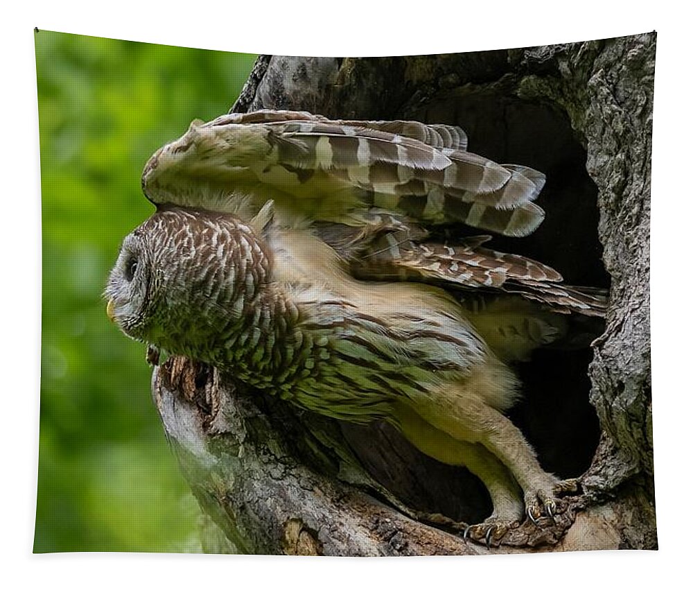 Mama Barred Owl Tapestry featuring the photograph Mama Barred Owl leaving the nest by Puttaswamy Ravishankar