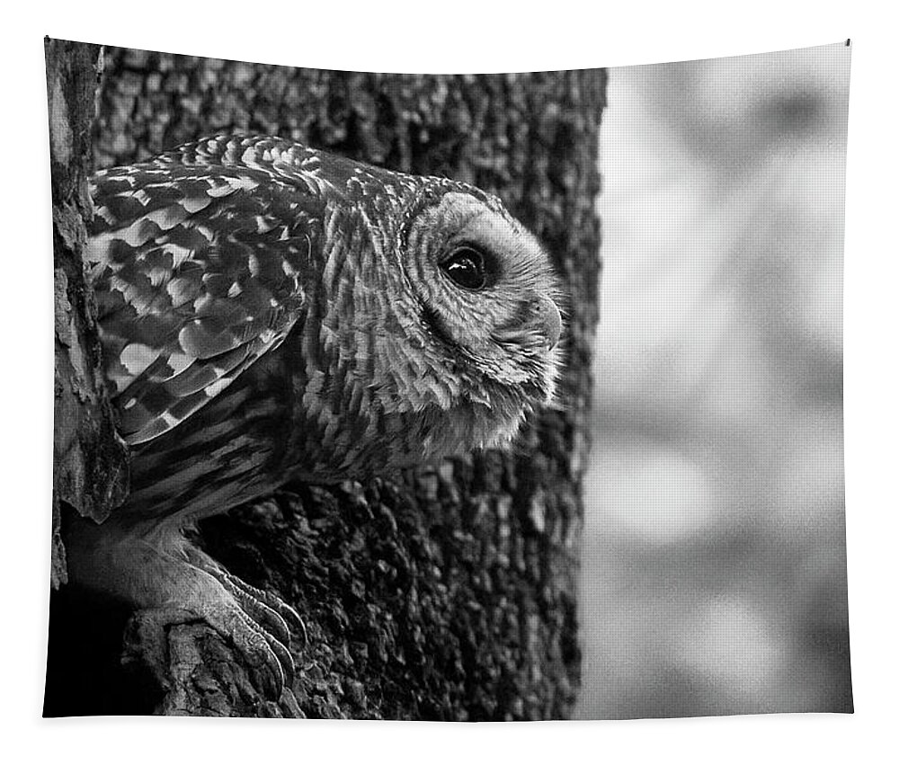 Mama Barred Owl Tapestry featuring the photograph Mama Barred Owl Ready to Fly Away by Puttaswamy Ravishankar