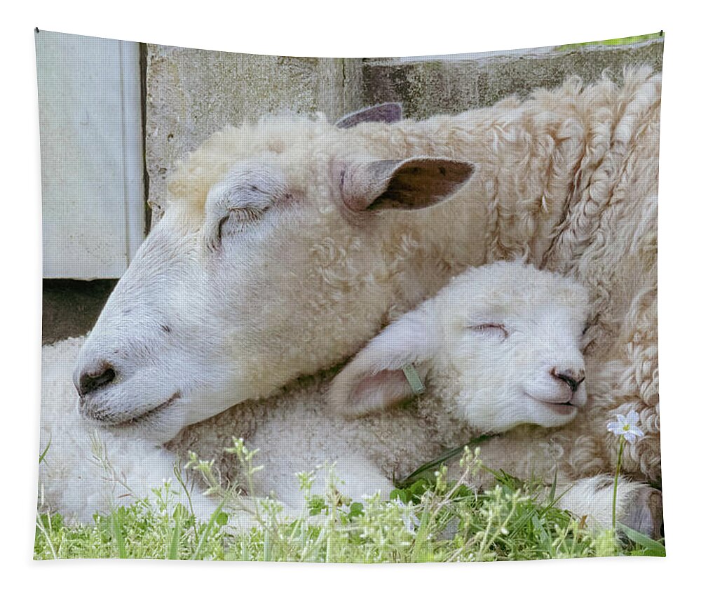 Lamb Tapestry featuring the photograph Mama's Lamb by Rachel Morrison