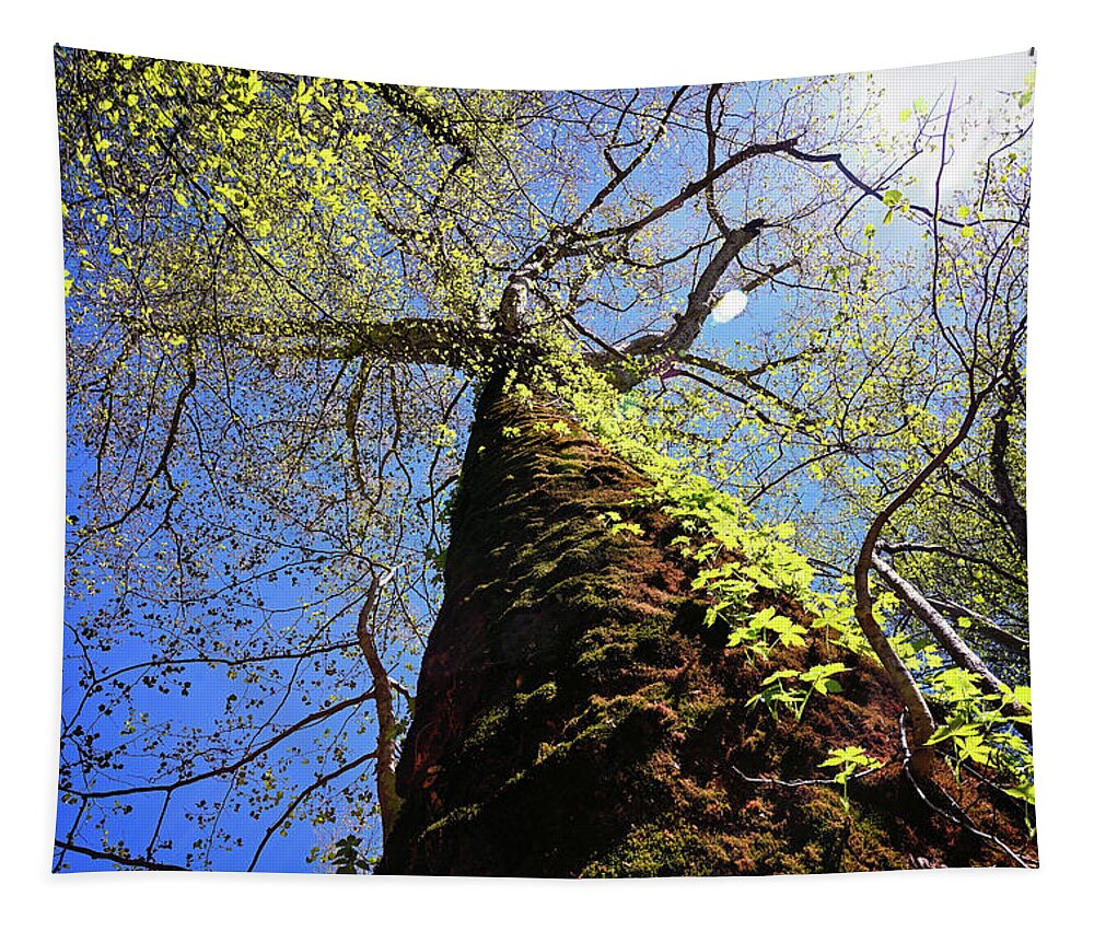 Sycamore Tapestry featuring the photograph Mammoth Sycamore by Steven Nelson