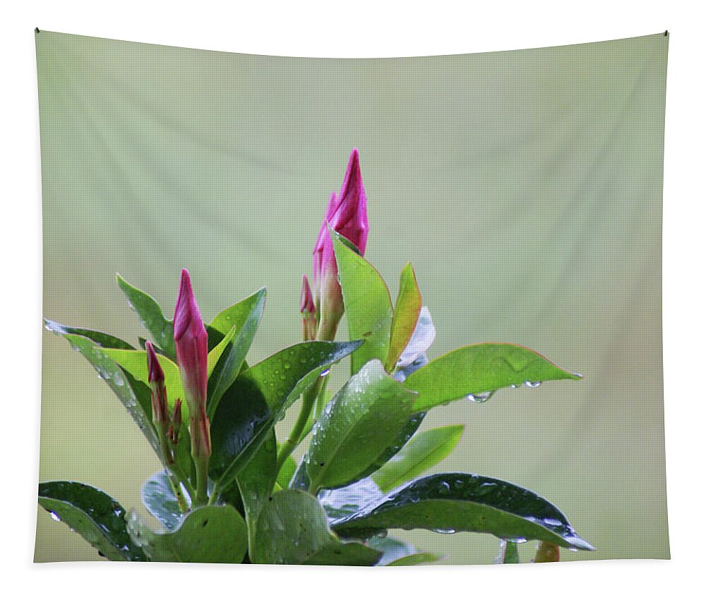  Tapestry featuring the photograph Mandevilla Drops by Heather E Harman