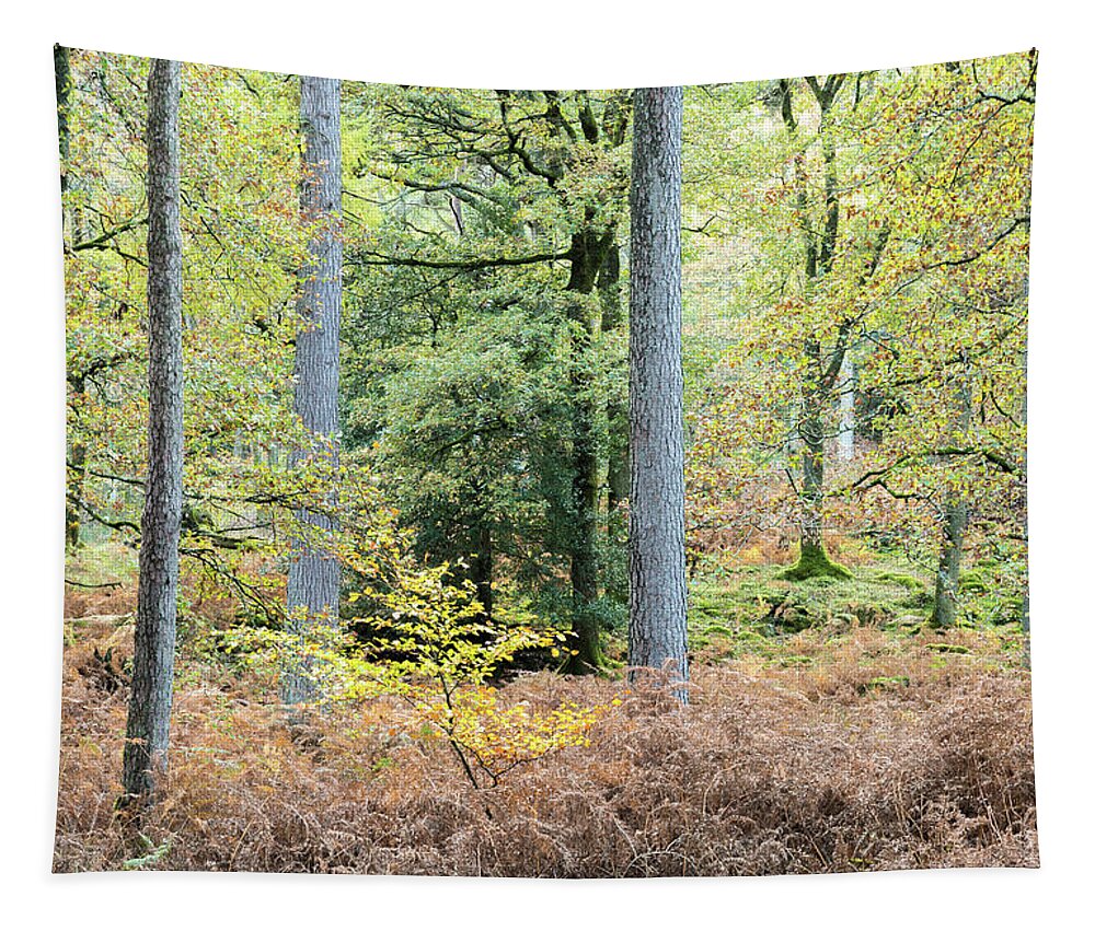 Autumn Tapestry featuring the photograph Manesty Woods, the Lake District, England, UK by Sarah Howard