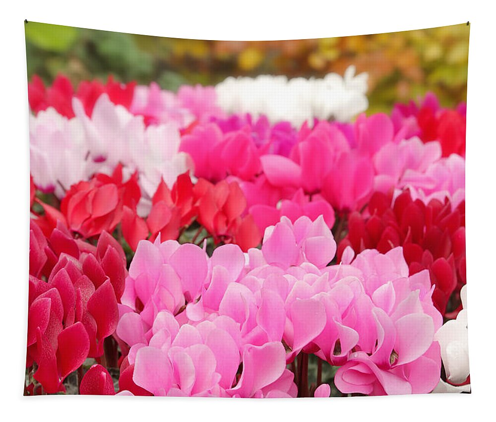 Cyclamen Tapestry featuring the photograph Many Cyclamen by Maria Meester