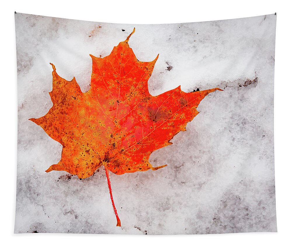 Vermont. Tapestry featuring the photograph Maple Leaf on Snow by Tim Kirchoff