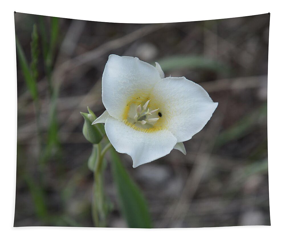 Mariposa Lily Tapestry featuring the photograph Mariposa Lily 3 by Whispering Peaks Photography