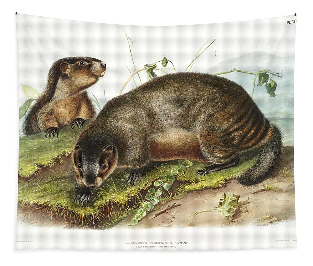 American Animals Tapestry featuring the mixed media Marmots. John Woodhouse Audubon Illustration by World Art Collective