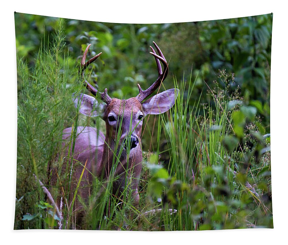 Deer Tapestry featuring the photograph Master of Detection by Todd Tucker