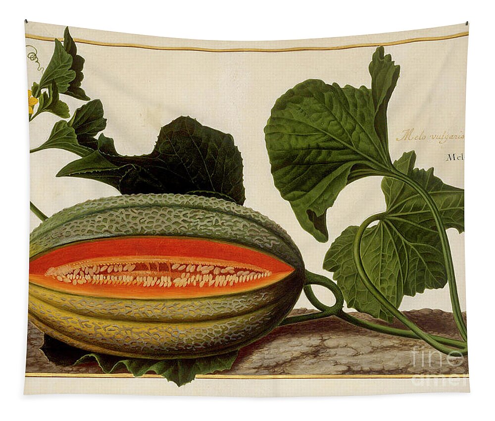 Melon Tapestry featuring the photograph Melon vine and fruit o2 by Botany