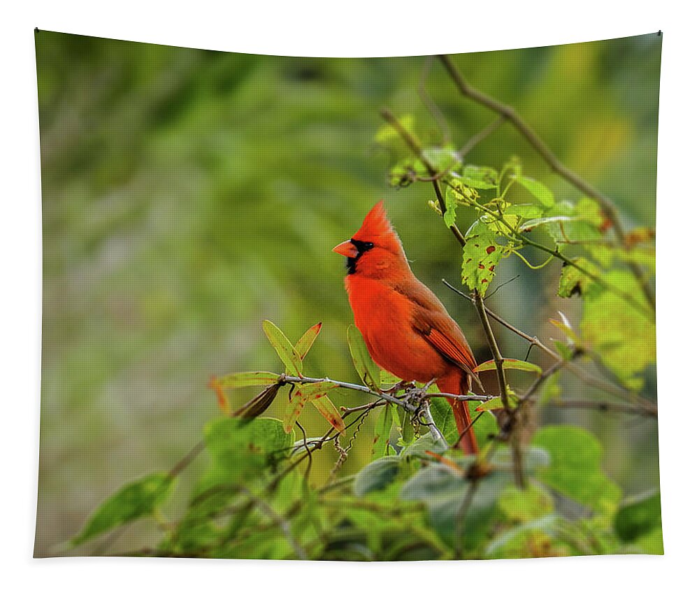 Northern Cardinal Tapestry featuring the photograph Messenger of Love by Laura Putman