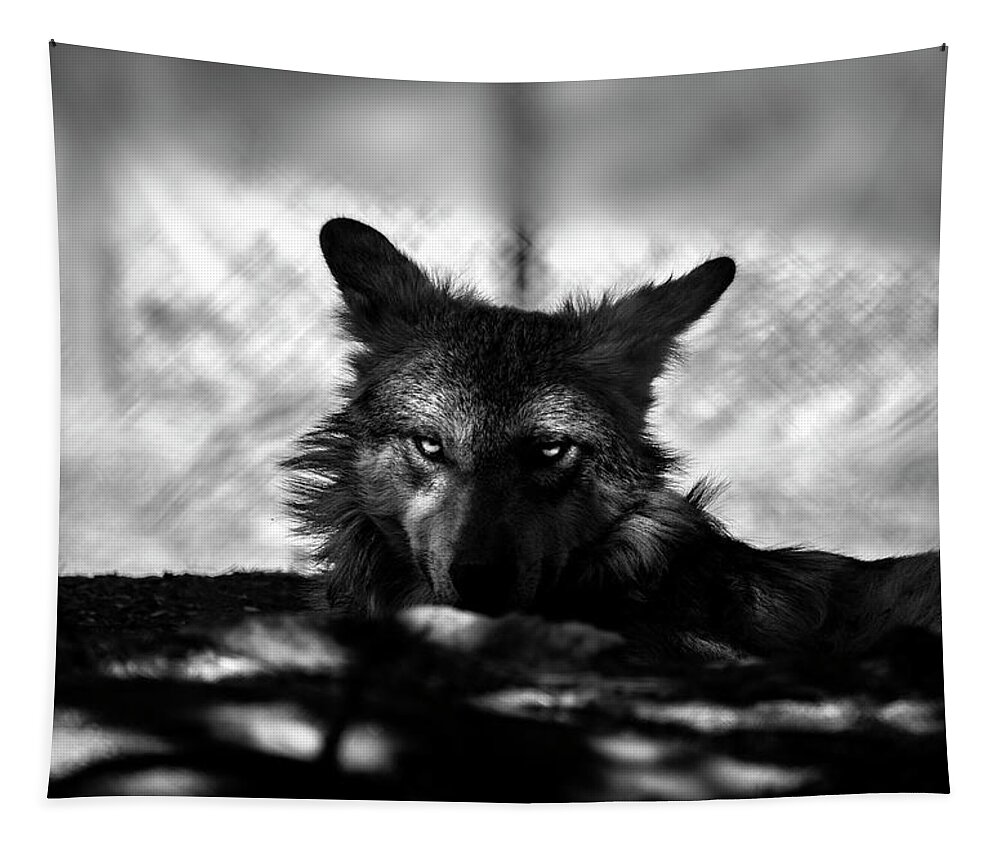 Mexican Tapestry featuring the photograph Mexican Gray Wolf - 2 - BW by Anthony Jones