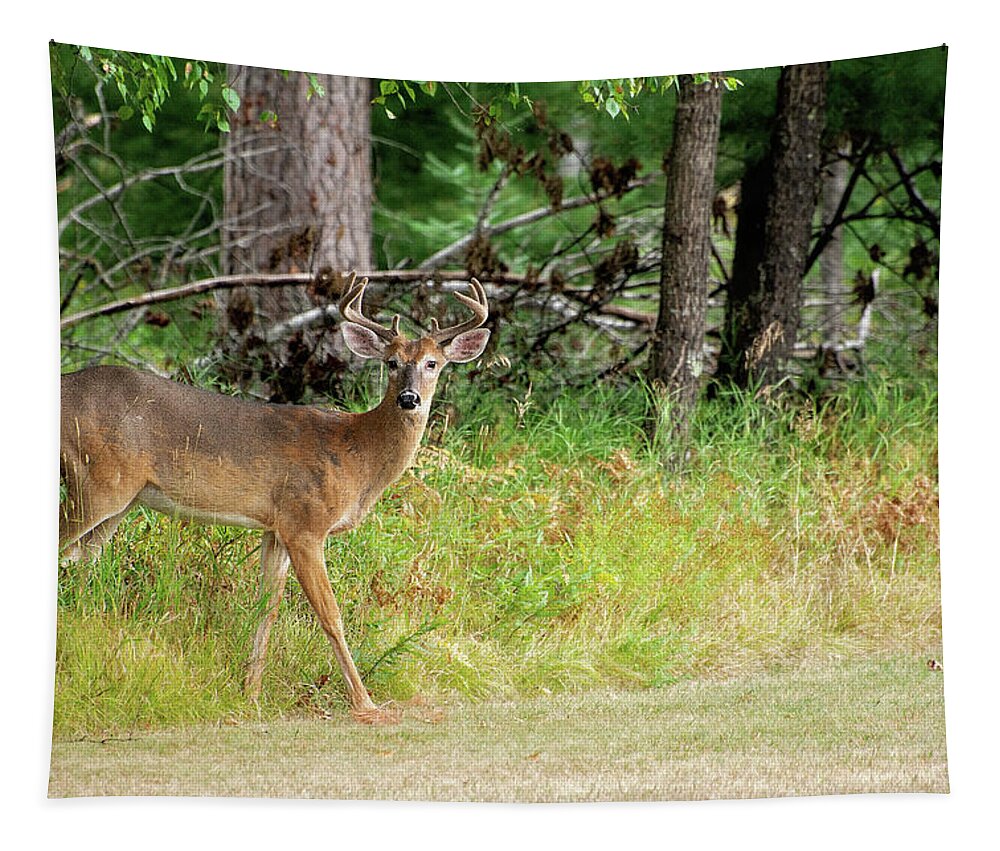 Michigan Whitetail Deer Tapestry featuring the photograph Michigan 8 point Buck in Velvet by Gwen Gibson