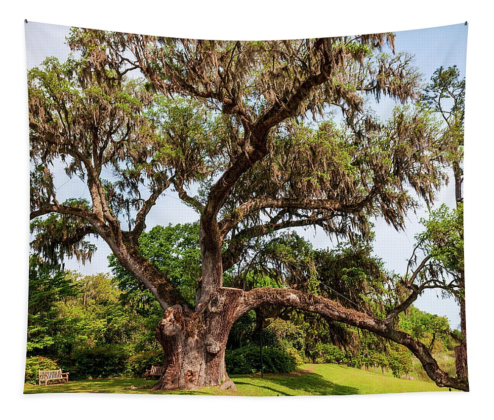 Middleton Plantation Tapestry featuring the photograph Middleton Oak by Louis Dallara