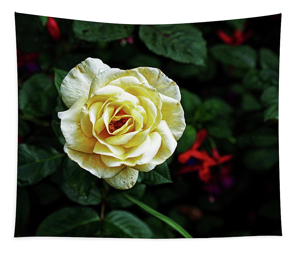 Garden Tapestry featuring the photograph Midnight Rose by Cameron Wood