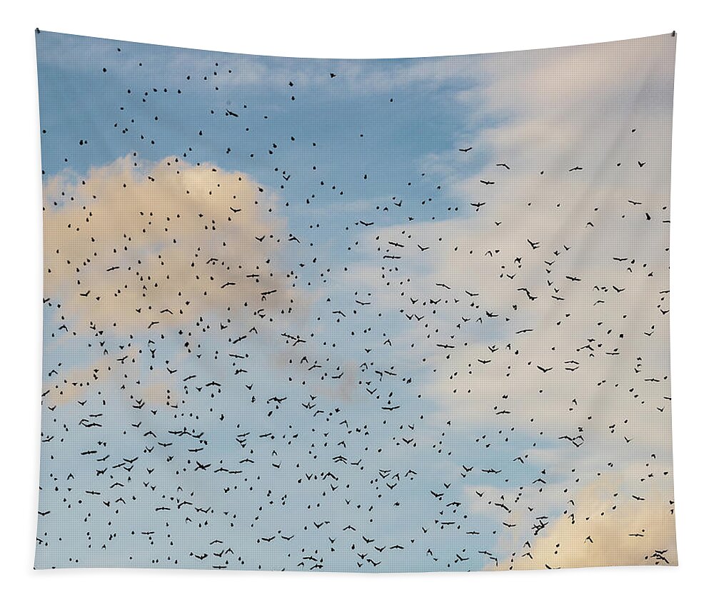 Animals Tapestry featuring the photograph Migrating Birds by Amelia Pearn