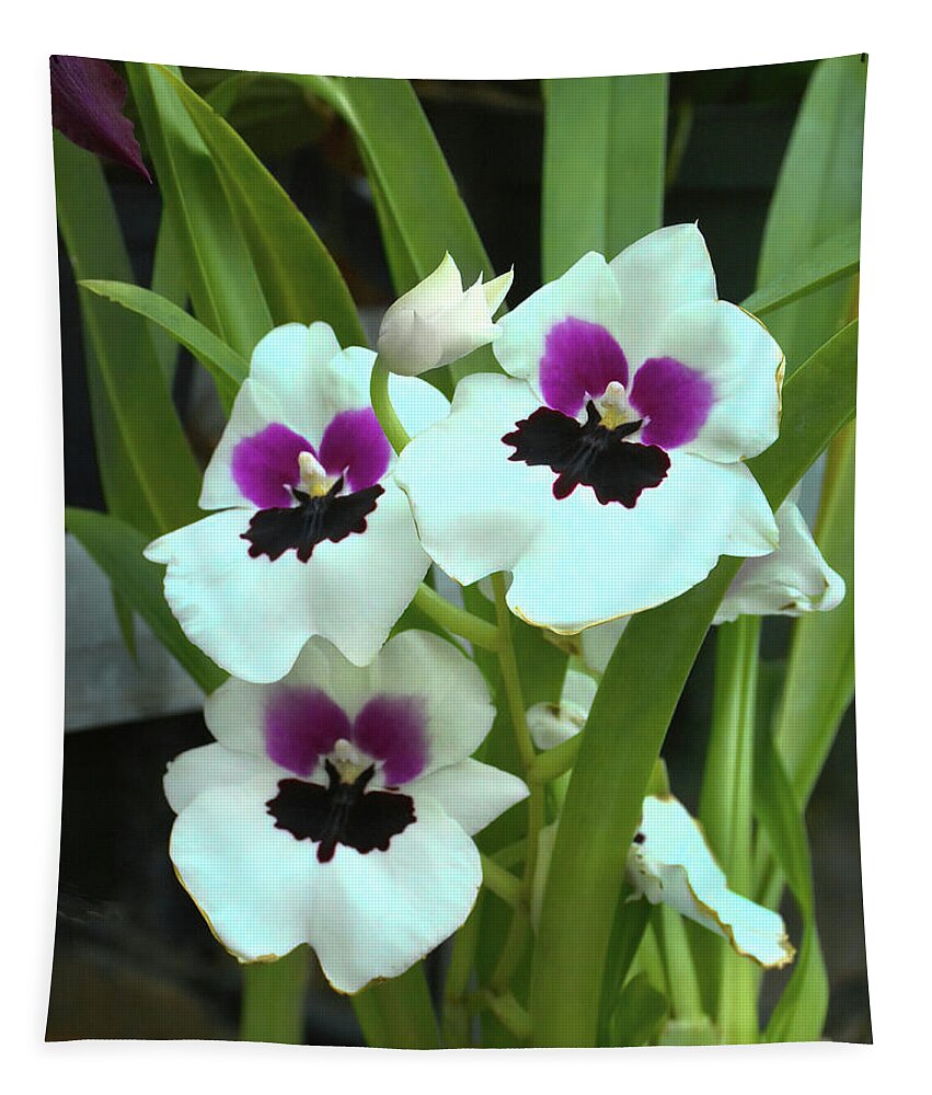 Orchid Tapestry featuring the photograph Militonia Pansy Orchid by Jerry Griffin