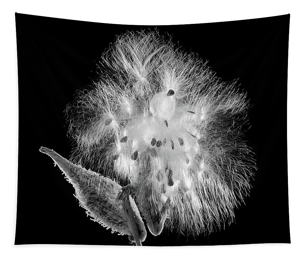 Asclepias Tapestry featuring the photograph Milkweed by Jim Hughes