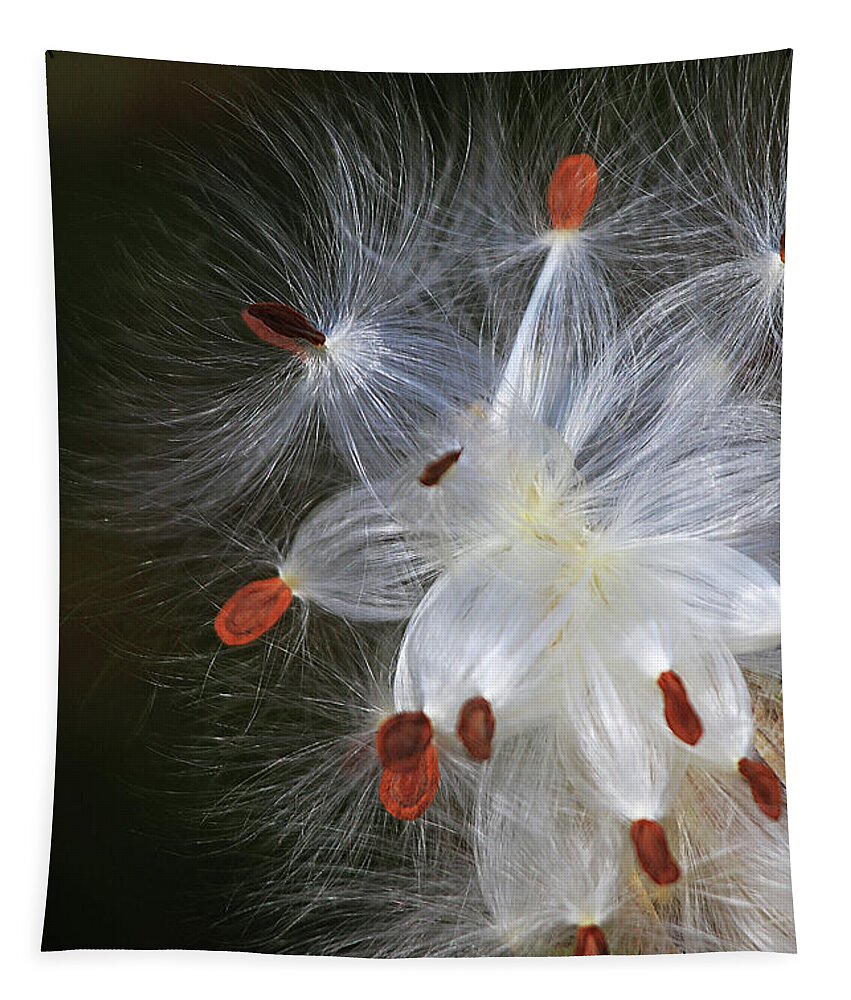 Milkweed Tapestry featuring the photograph Milkweed Seeds by Shixing Wen