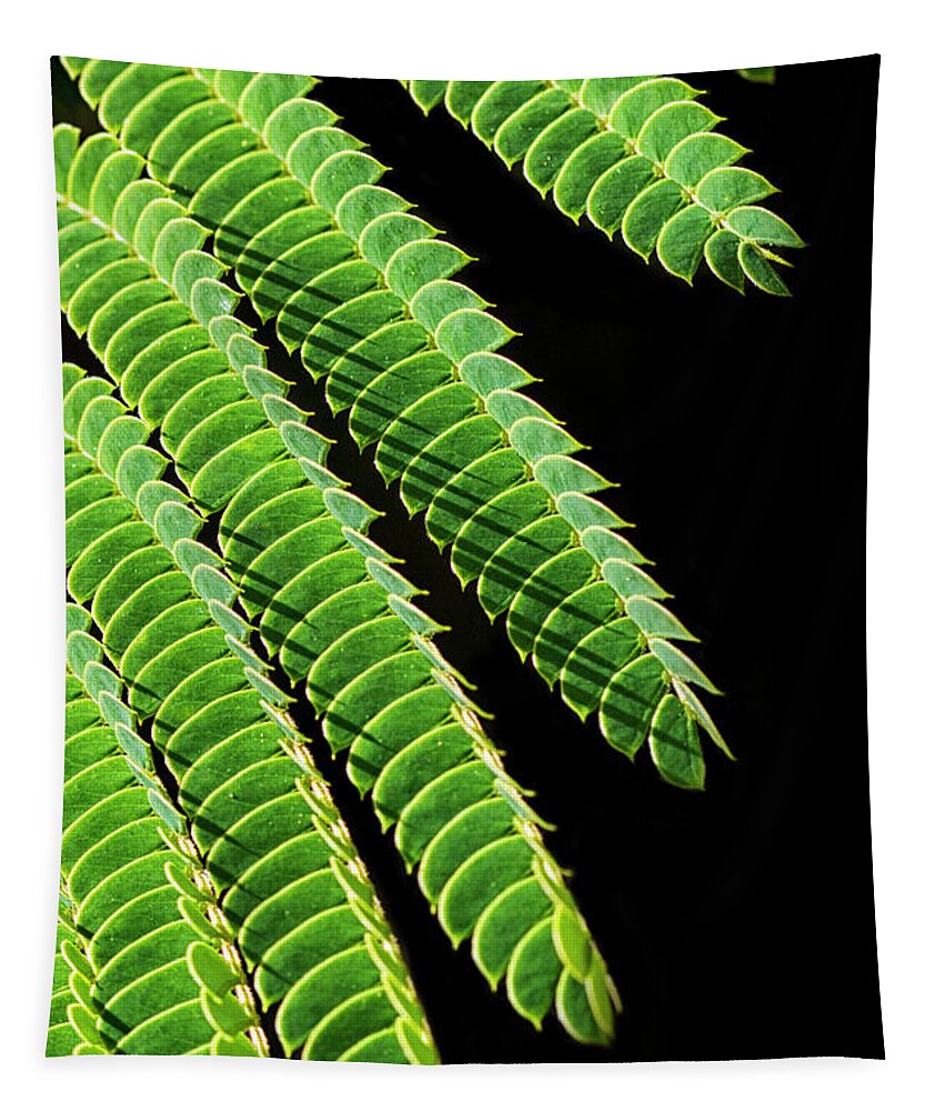 Mimosa Tapestry featuring the photograph Mimosa Leaves Against Black by Bob Decker