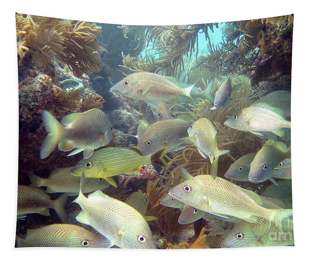 Underwater Tapestry featuring the photograph Minnow Cave 6 by Daryl Duda