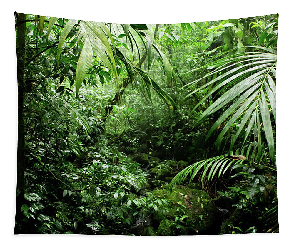 Rainforest Tapestry featuring the photograph Misty Rainforest Creek by Nicklas Gustafsson