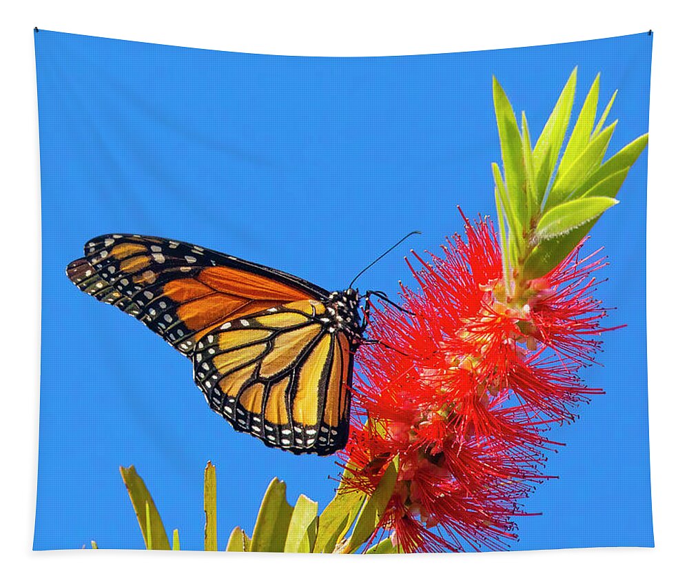 Monarch Butterfly Tapestry featuring the photograph Monarch Butterfly and Bottlebrush Flower by Mark Andrew Thomas