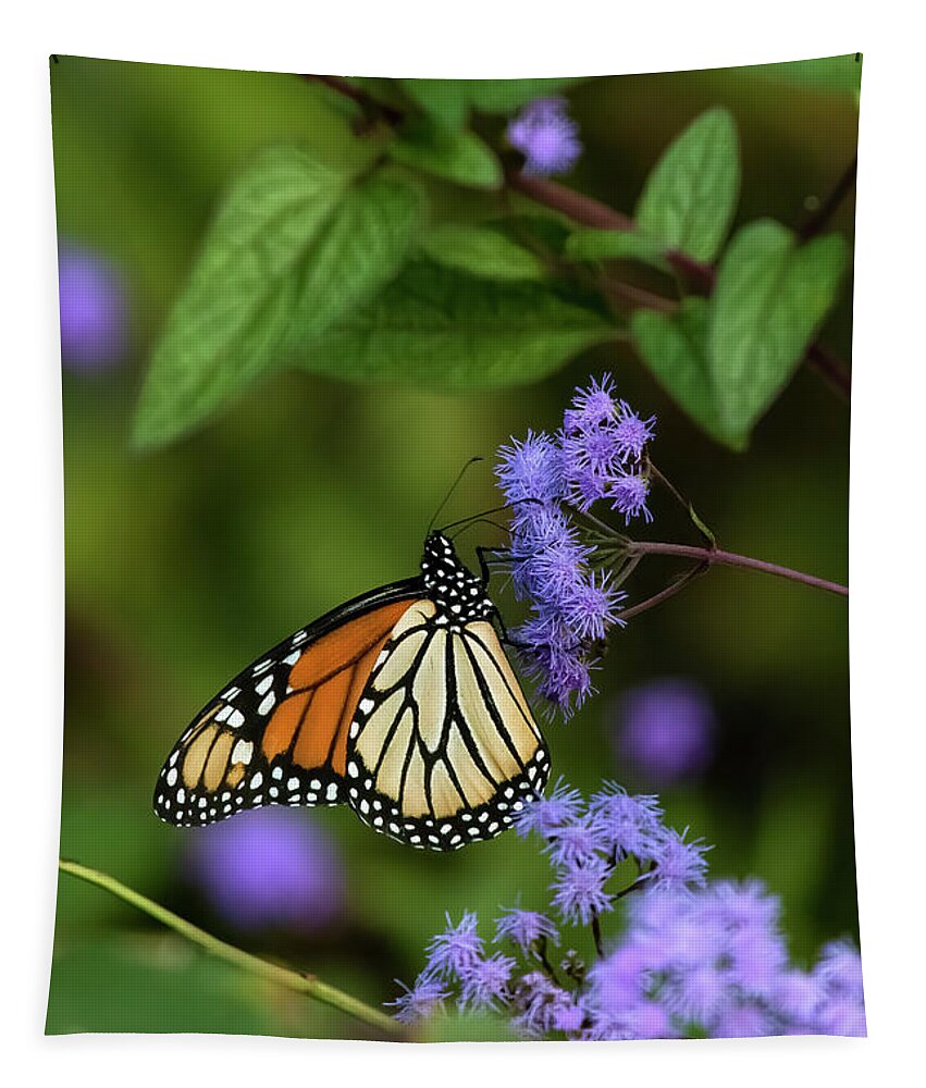 Monarch Butterfly Tapestry featuring the photograph Monarch on a Blue Mist Flower by Barbara Bowen