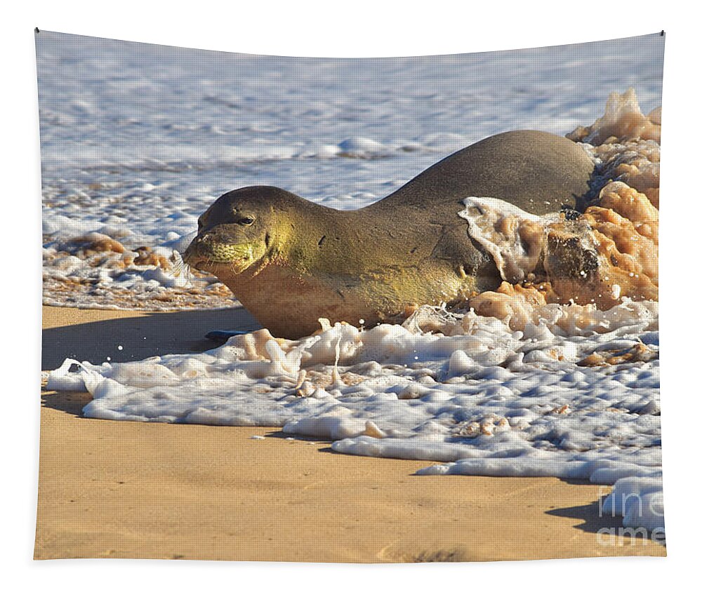 Hawaiian Monk Seal Tapestry featuring the photograph Monk Seal coming Ashore by Debra Banks
